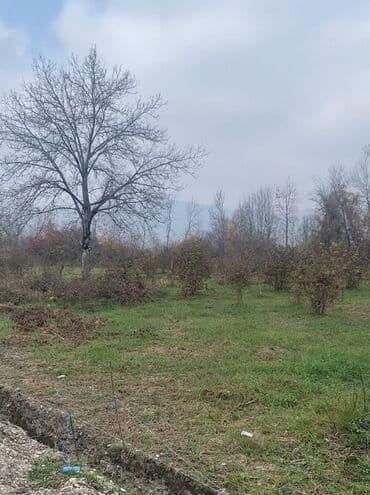 cülyan kəndi: Kənd təsərrüfatı — 2