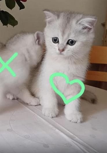 Şinşilla