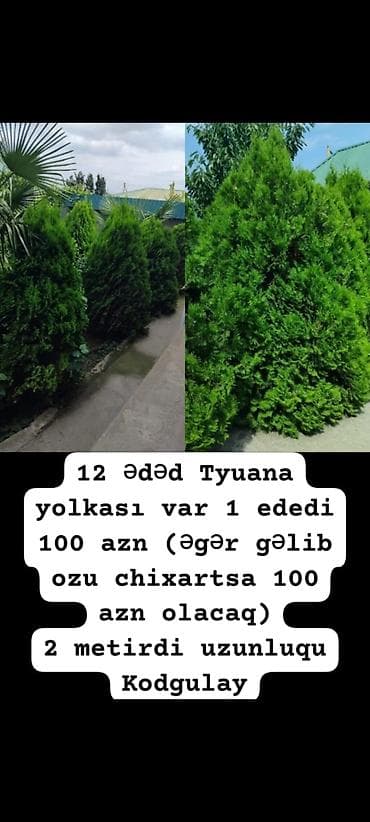 xurma satışı: Tyuana yolkası (Thuja) – 12 ədəd - Hündürlük: təxminən 2 metr - Sıx — 1