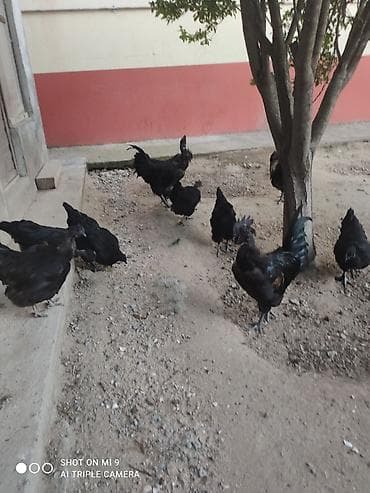 Satılır: Cins xoruz ve toyuqlar bir xoruz üç fere satılır fereler at lalafo.az Satılır: Cins xoruz ve toyuqlar bir xoruz üç fere satılır fereler