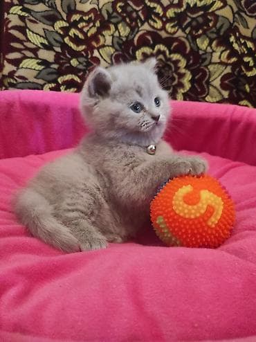 pişik üçün yataq: Britan, Ödənişli çatdırılma — 5