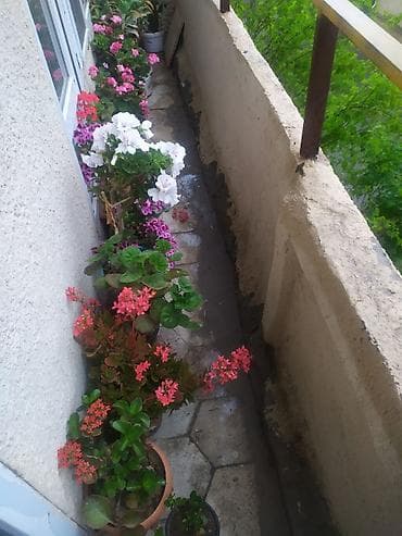 Otaq bitkiləri: Balkon üçün müxtəlif növ saksı bitkiləri və şirəli/sukkulent — 1