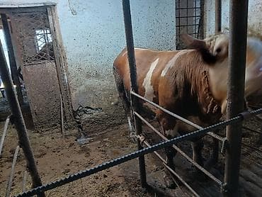 qus satisi: Satılır: ətlik erkək mal (öküz) Bordaq danalar satılır,müddetli yemiş — 6