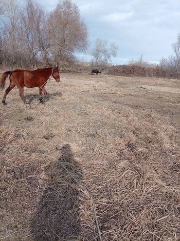 azerbaycanca pişik adlari: Qırmızı-kəhvəyi rəngli at - Növ: yerli iş/Minik atı - Rəng — 3