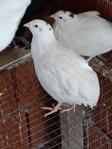 ağ pişik: Masallı. Salam Aləykum. Ağ Texas bildirçinlərinin yumurtası mövcuddur — 1