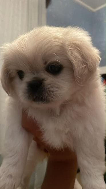 İtlər: Pekines — 1