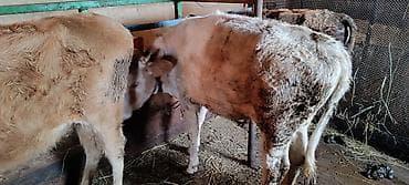 mal bazarı: Satılır: 3 dügə, 2 si 3 4 aya buğaya gedəcəy, diyəri 1 illik danadı — 4