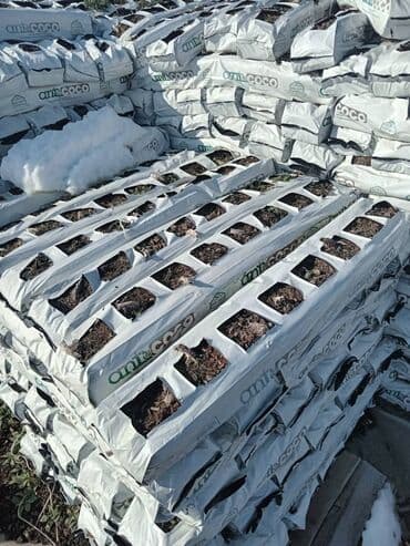 Digər gübrə: Kakabitler. Koko CHAMPİON Meşokun Biri 40 qəpik. Meşokda 2 kq olur — 3