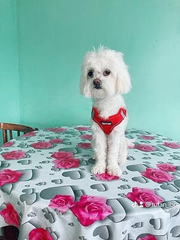 Heyvanlar üçün mallar: Maltese balonka tam saglam heyvandir butün peyvent ve qurt dermanlari — 3