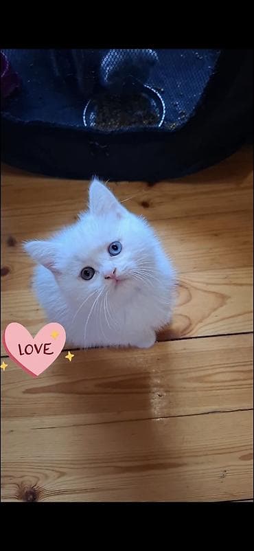 шотландская вислоухая кошка цена: Шотладская вислоухая, Самец — 3