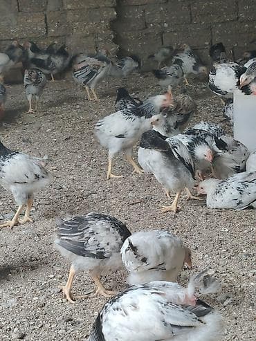 Toyuq cücələri, Damazlıq, Ödənişli çatdırılma