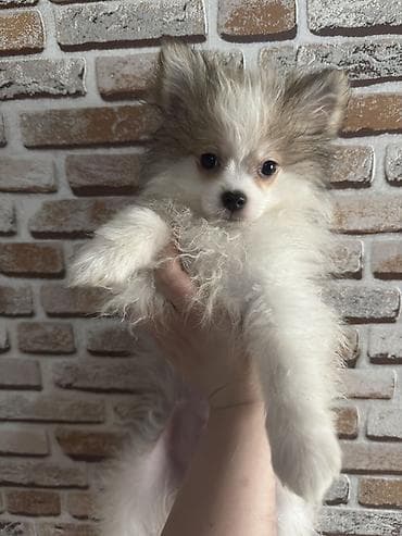 pitbul balasi satilir: Şpitz, 3 ay — 2