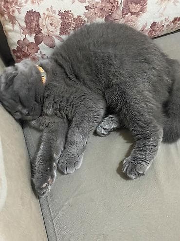 balaca cucə: Salam,5baladir,atasi sotland(sallaq qulaq)anasi britan(dik qulaq) — 10