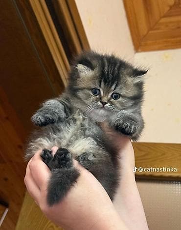 gold şinşila pişik: Qızıl şinşilla — 2