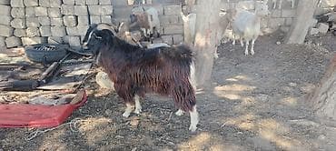 Keçilər, çəpişlər: Satılır: Keçi sürüsü - Növ: Yerli keçilər (boz, qara, ağ və qırmızı — 6