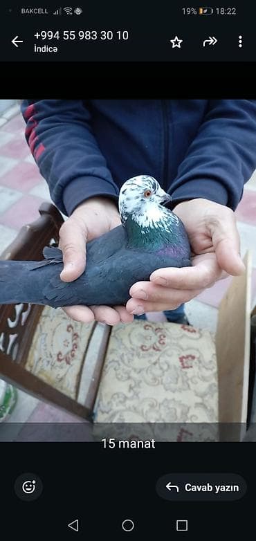 göyerçinlər: Ev göyərçini – dekorativ rəng çaları ilə. - Rəng: tünd gövdə, boyun — 1