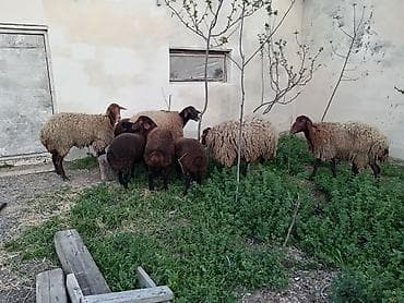 cins qoyunlar: Dişi, Qala, il: 1, 50 kq, Damazlıq, Ünvandan götürmə — 4