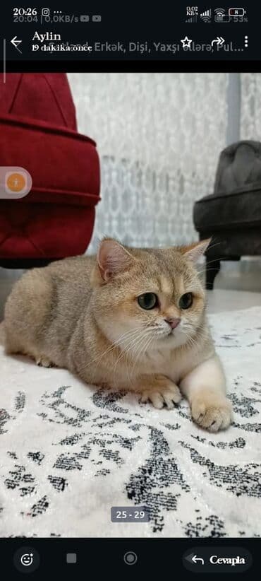 menks cinsi pişik: Şotland, Erkək, Dişi, Yaxşı əllərə, Pulsuz çatdırılma, Ödənişli çatdırılma — 24