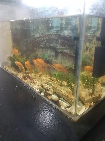 cuce satisi 2020: Akvaryum komplekti – qızılbalıqlar ilə - Şüşə akvaryum: düzbucaqlı — 4