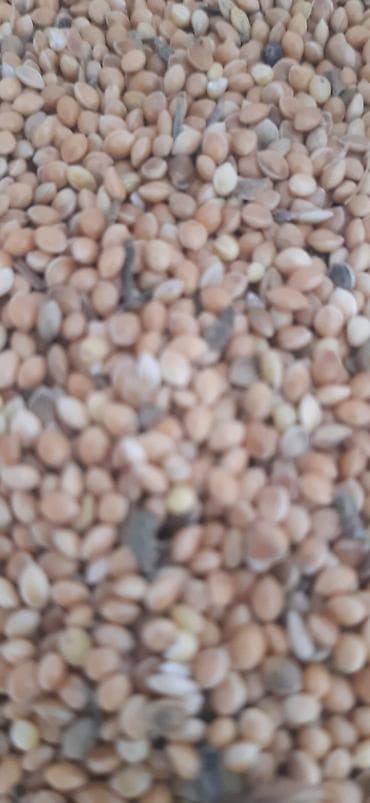 Yataqlar: Qax dari 5 ton var — 1