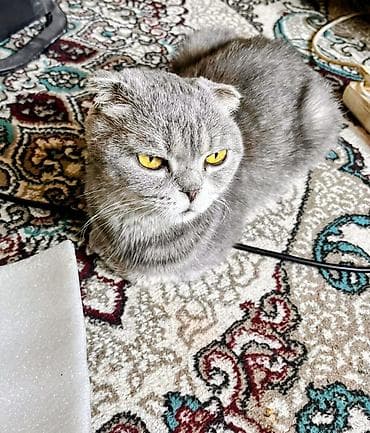 pişiklər: Şotland yastı qulaq, Erkək, Ünvandan götürmə — 1