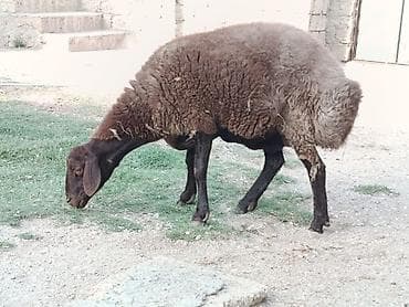 qala qoc: Dişi, Qala, il: 2, 80 kq, Damazlıq, Ünvandan götürmə — 2