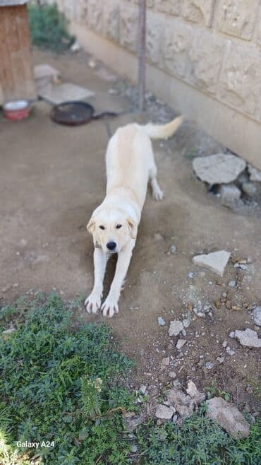 отдам собаку в хорошие руки: Golden iti, dişidi 8 aylıqdı. baxmaq olmur deyə satılır ciddi — 4