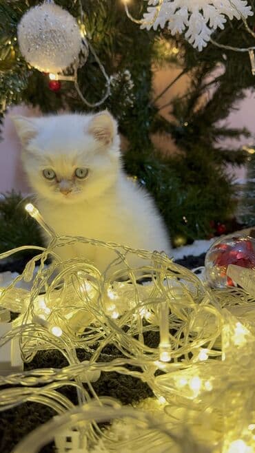 pişik balaları: Britan, Erkək, Ünvandan götürmə — 2