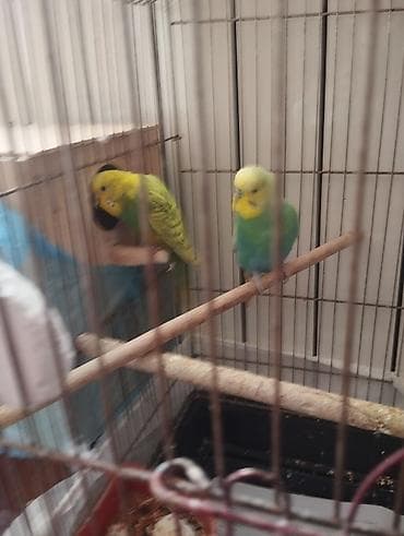 bala dana: 3 cüt tergitme tutuqusulardir 1 cüt altı balalidir 3 balasi var — 10