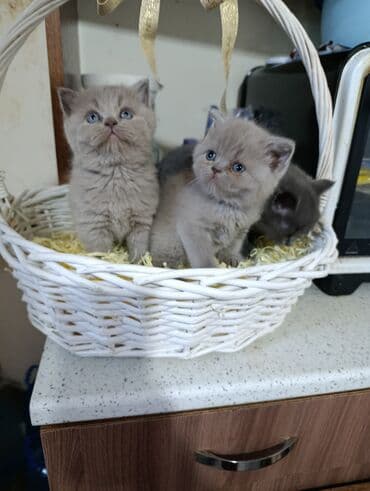 Digər heyvanlar: Britan — 3