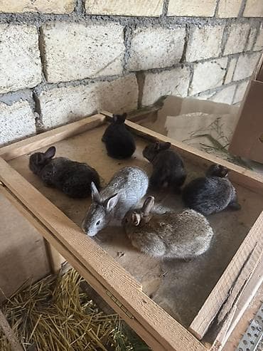 pulsuz heyvanlar verilir: İki ana dovşan balalarıyla birlikdə satılır balaların gözü yeni açılıb — 2