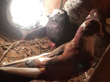 Göyərçinlər: Məhsul: Ev göyərçinləri – müxtəlif rəng və naxışlarda dəst Təsvir: - — 3