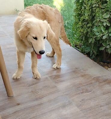 golden retriever qiyməti: Retriever, 5 ay, Erkek — 1
