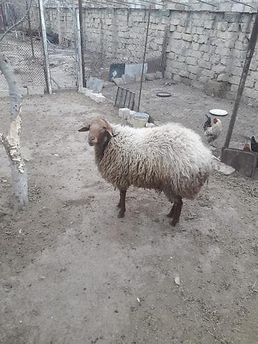 etlik: Qoyun – yerli cins - Qalın yunlu, dolğun bədənli qoç - Rəngi: açıq — 2