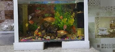 Digər heyvanlar: Akvaryum komplekti – dekorativ oturaq akvarium və 20 dən çox böyük — 2