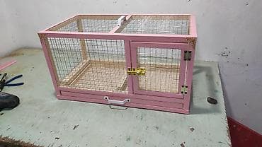 ev sicani: Dovşan,hamster,şinşila,bildirçin,cücə,xamyak,pişik,quş,tısbağa ve s — 1