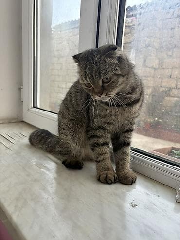 pisiylər: Şotland yastı qulaq — 2