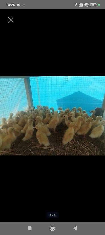 Hinduşkalar: Dişi, | Kuban, Ətlik, Ünvandan götürmə, Pulsuz çatdırılma, Ödənişli çatdırılma — 2