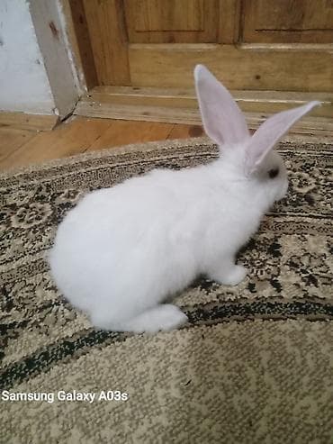 Ağ tüklü ev dovşanı Məhsul təsviri: - Rəng: tam ağ, qulaqların