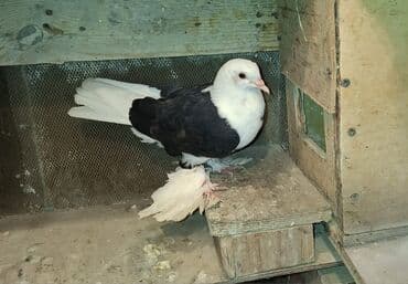 Pişiklər: Məhsul: Qabkeş (papaqlı) bəzək göyərçinləri Təsvir: - Rəng: Ağ-qara — 4