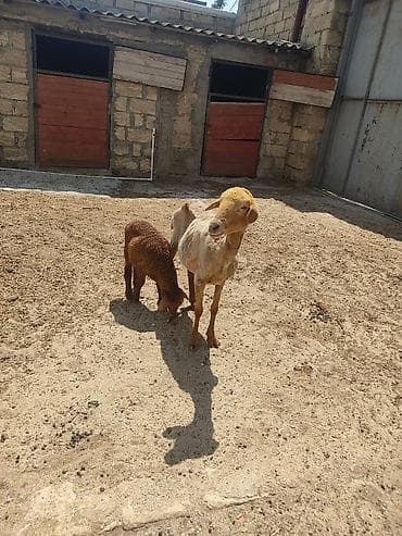 alabay bala: Anaba qoyun ballasi erkeydi cavan qoyundu anasi — 4