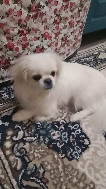 Pekines, 8 ay, Dişi, Pulsuz çatdırılma lalafo.az -da Pekines, 8 ay, Dişi, Pulsuz çatdırılma