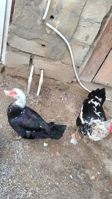 İtlər: Salam alekum ordekler satilir dişiler 15 m boyuk erkek 35 balaca erkek — 4