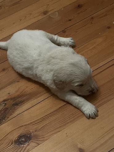 Птицы: Лабрадор-ретривер, 1 месяц, Самец, Платная доставка — 4