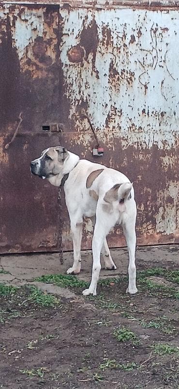 alabay iti satisi: Qurdbasar, 1 il, Erkek, Peyvəndli, Ödənişli çatdırılma — 2