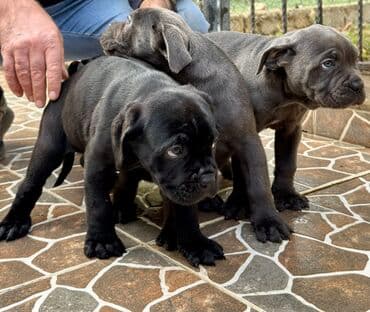 Собаки: Кане-корсо — 36