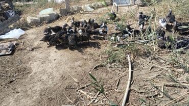 cins ineklerin qiymeti: Muscovy ördəkləri (indoutka) – qiyməti böyüklüyünə və kiçikliyinə görə — 5