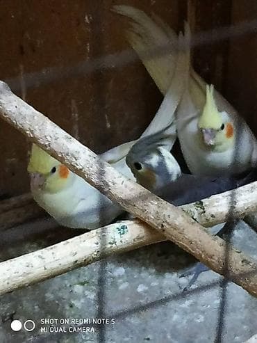 it aliram bakida: Salam. Diqqet alarken temizliye fikir verin///////// sultan adi ile — 4