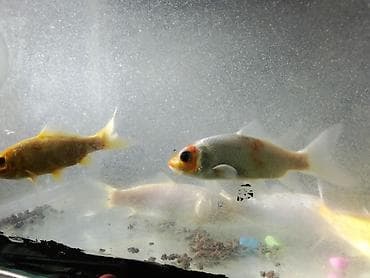 akvaryum baliqlari: Koi, Sülhsevər — 3