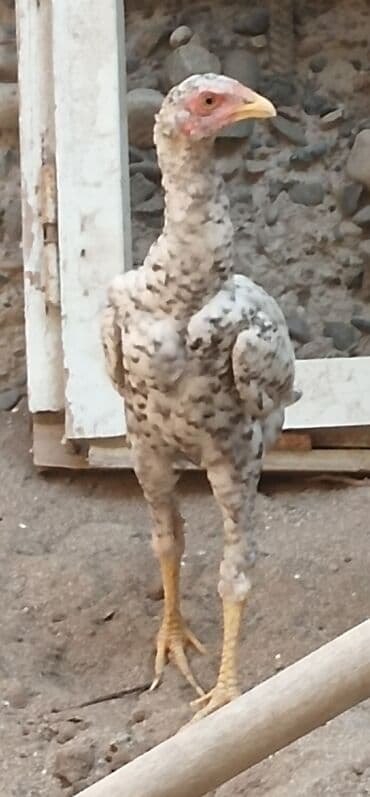 simmental inək cinsi: Toyuq, Damazlıq, Ünvandan götürmə — 5